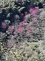 Cherry blossom, Jinlong Mountain, Taiwan