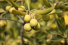 An up-close picture of the fruit of P. tobira