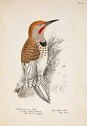 Monograph illustration of the woodpecker Colaptes mexicanus, 1889