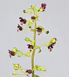 Inflorescence