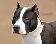 Medium crop on an American Staffordshire Terrier