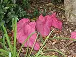 Caladium Fannie Munson