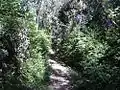 Trail in the Puentealtina Pre-cordillerana Reserve, in eastern Puente Alto