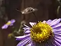 A bombyliid fly visiting a flower.