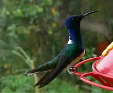 White-necked jacobin