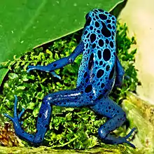 Blue poison dart frog