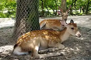 Deer in Nara Park