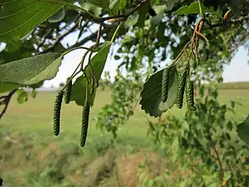 September foliage in Reilingen