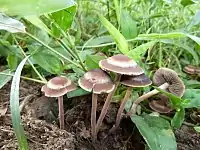 Panaeolus cinctulus