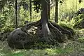 A boulder and spruce in the National Park