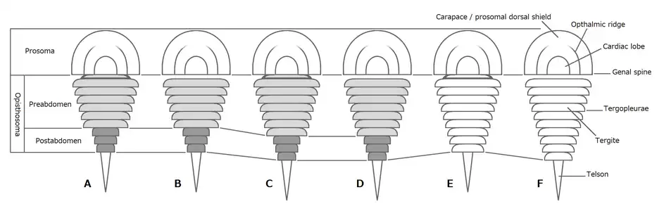 Dorsal morphology and variation of opisthosomal segmentation across synziphosurines.