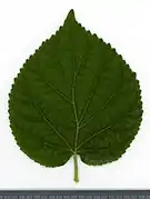 Leaf adaxial side.