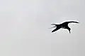 frigatebird probes Laguna El Junco