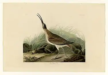 The Great Esquimaux Curlew, #237