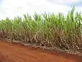 Sugar cane