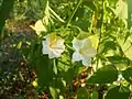 Naturally occurring color variation on four o'clock flowers.