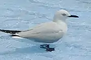 Adult gull in shallow water