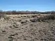 Former San Simon Ciénega on the Arizona/New Mexico Border. Now dead, this ciénaga is beyond any possible recovery due to a serious water overdraft, despite a determined, long-term government effort. (2010)