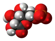 Space-filling model of the 6-phosphogluconolactone anion