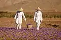 Saffron Farm, Torbat-e-Heydarieh, Razavi Khorasan, Iran