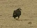 Adult bird, Thar desert, Rajasthan (India).