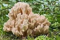 Ramaria pallida