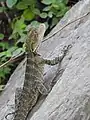 Water dragon lizard beside Kedron Brook (2021).