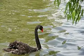 Black swan