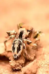 Adult male dorsal