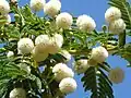 The creamy-white, spherical flower heads