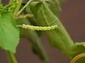 male inflorescence