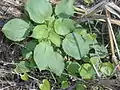 young plant, topview