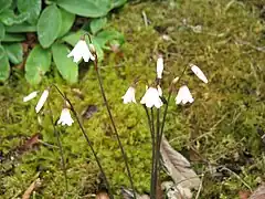 Acis autumnalis