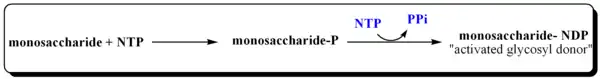 Activation of Monosaccharides