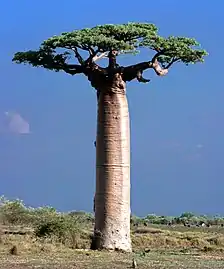 Adansonia grandidieri