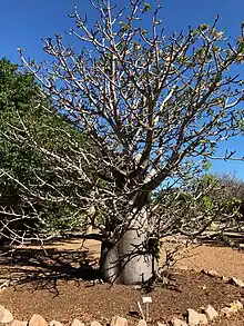 MALVACEAE-BOMBAC., ADANSONIA PERRIERI Capuron 0046 (23373581353).jpg