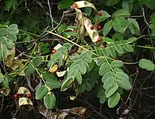 Coralwood Tree (in Bengali it is called Rakta kambal, in Marathi Thorligunj or Ratangunj, in Telugu Bandi guruvendi and in Tamil Anikundumani அணிகுண்டுமணி ) -- Adenanthera pavonina