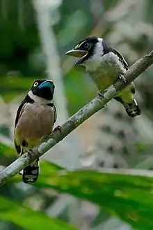 two birds on the branch of tree