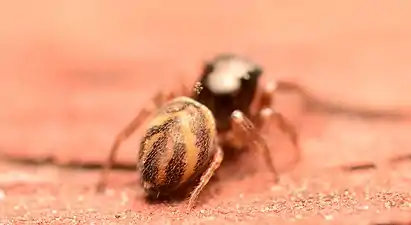 Female dorsal