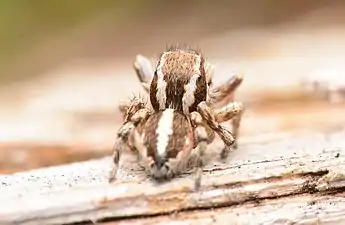 Adult male dorsal