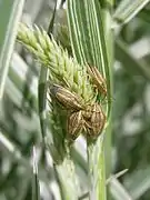 Adults feeding on Phalaris arundinacea