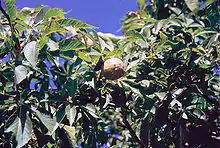 Foliage and fruit