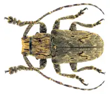 Aesopida malasiaca