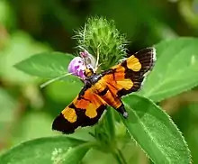 Aethaloessa calidalis