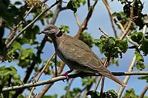 S. d. perspicillata, Lake Baringo, Kenya