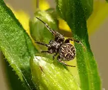 A. redii from Tuscany, Italy