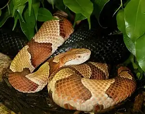 Eastern copperhead (Agkistrodon contortrix)