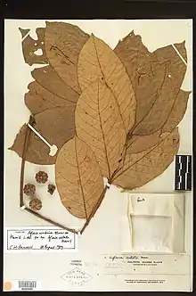 Herbarium specimen of "Aglaia costata"