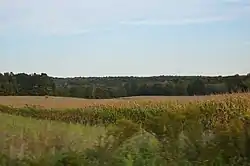 Cornfield along Airport Road