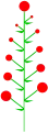 Determinate inflorescence with acropetal maturation